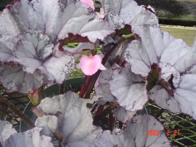 B. ‘Wanda Macnair’